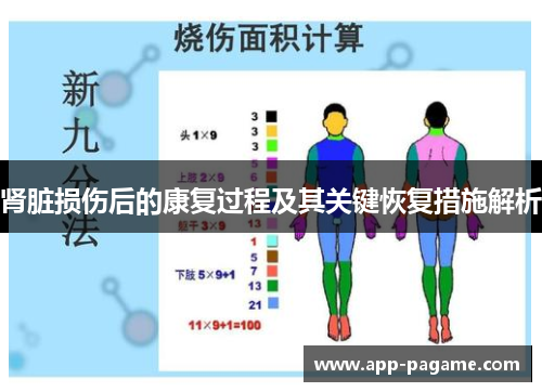 肾脏损伤后的康复过程及其关键恢复措施解析